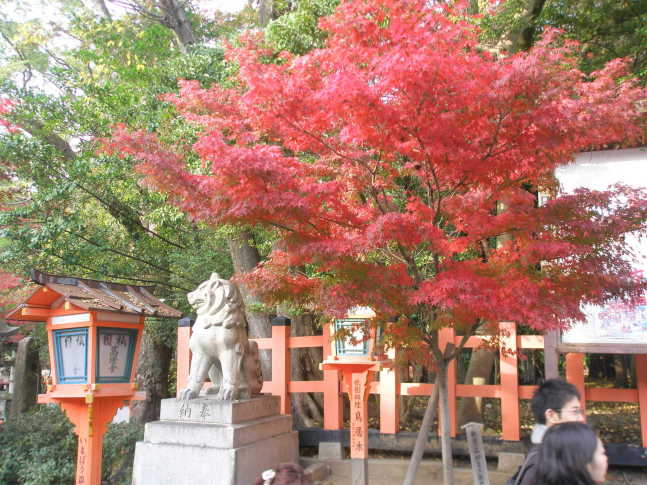 八坂神社紅葉画像