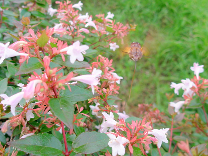 アベリア花とスズメガ