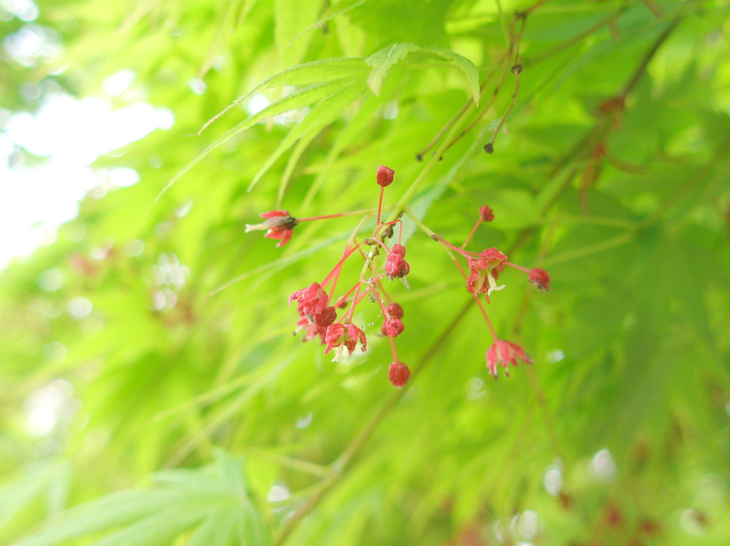 イロハモミジ花実葉散歩