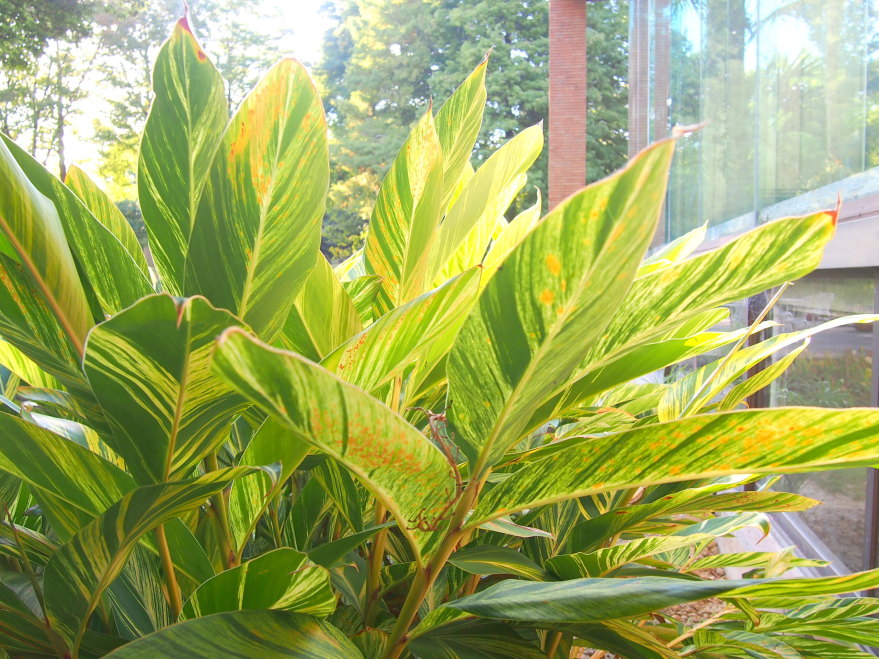 ゲットウ葉写真Alpinia zerumbet