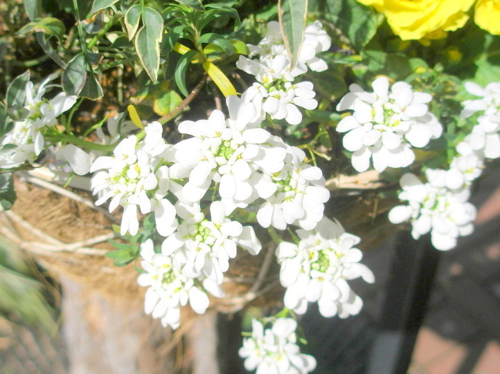 トキワナズナ花