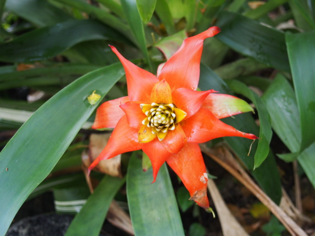 パイナップル科グズマニアの花画像