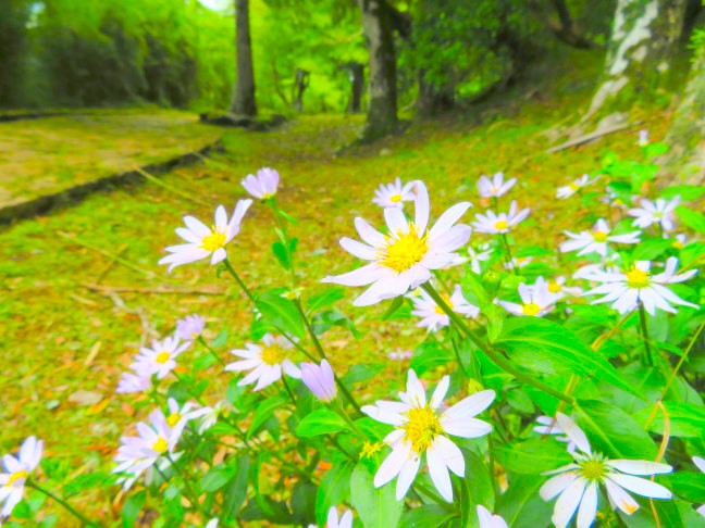 ミヤコヨメナ花画像