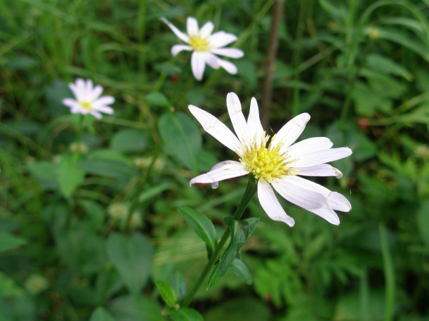 白いミヤコワスレの花