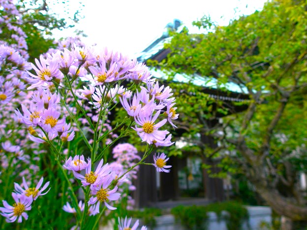 野菊シオンの花
