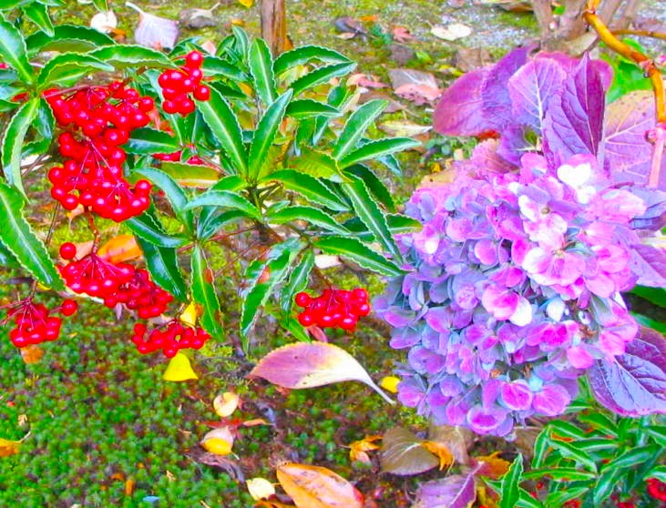 秋色紫陽花