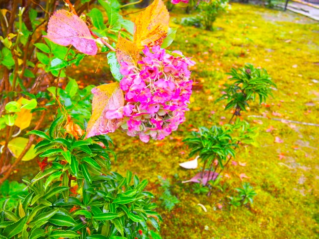 秋色紫陽花画像