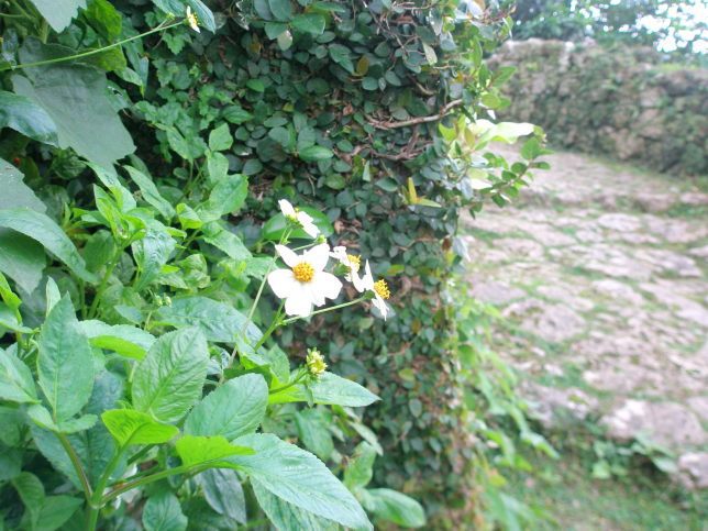 オオバナノセンダングサ花画像