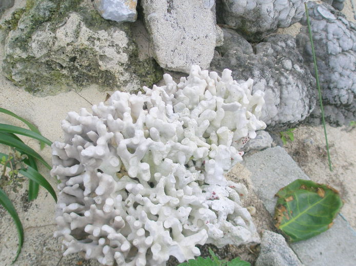 琉球サンゴ石灰岩