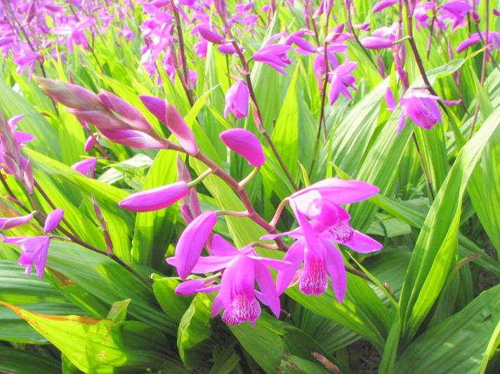 シラン紫色花