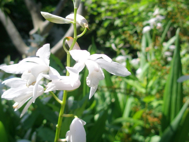 シラン白色花画像