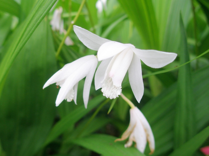 シラン白色花鎌倉