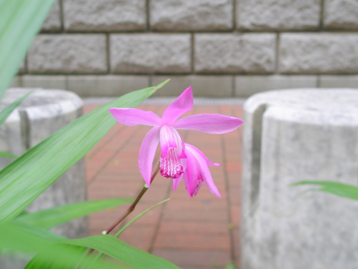 シラン紫色花横浜