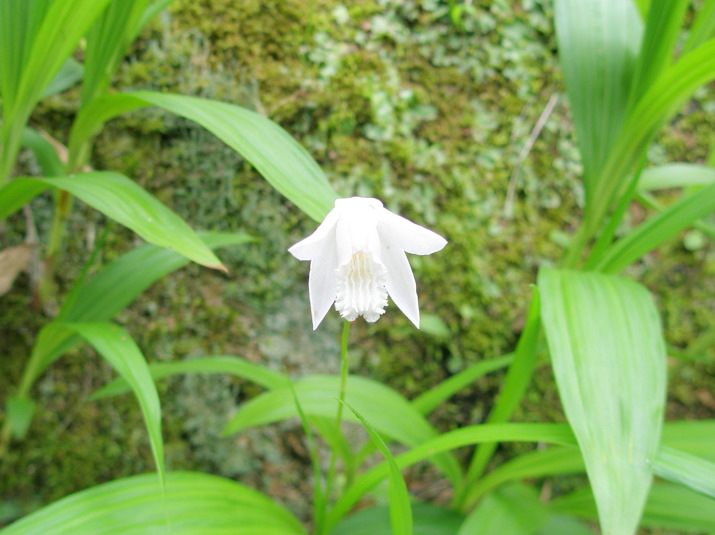 シラン白色花