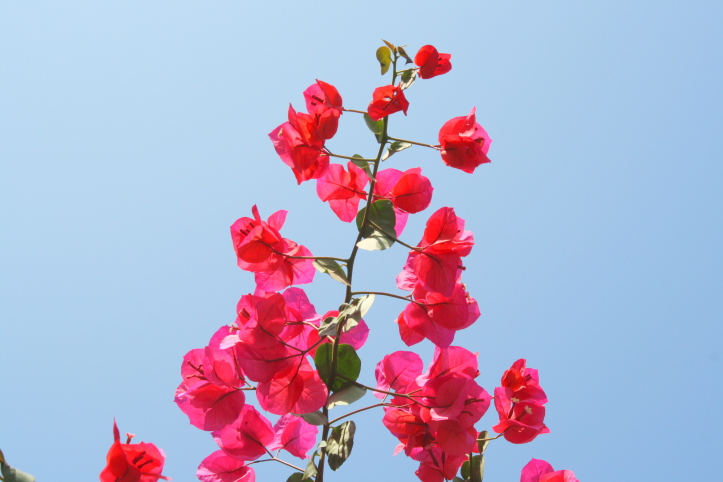 赤いブーゲンビリアの花