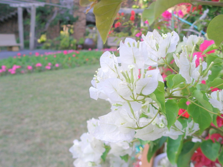 白いブーゲンビリア花