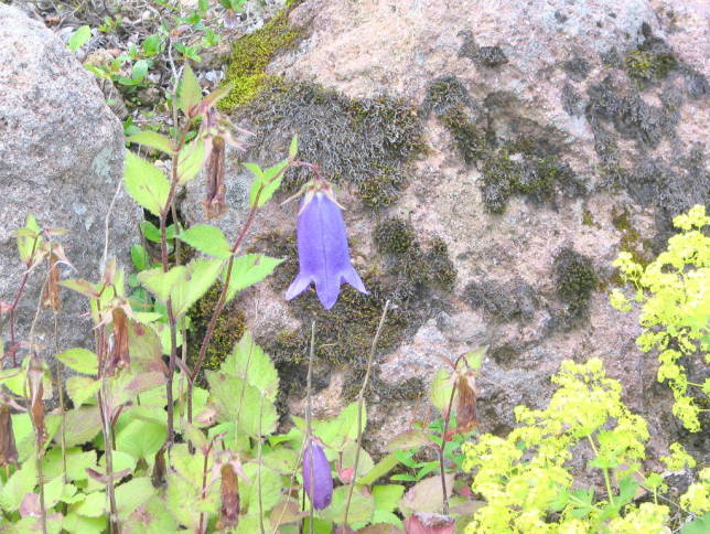 ヤマホタルブクロ花画像Campanula punctata var. hondoensis