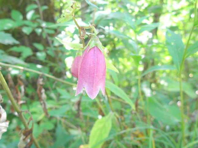 ヤマホタルブクロ花画像Campanula punctata var. hondoensis