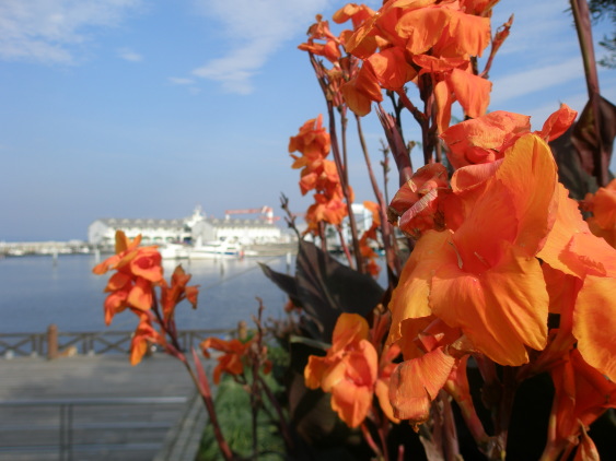 カンナの花と横浜八景島