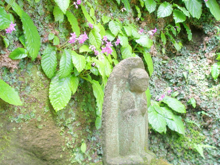 イワタバコ花と石仏