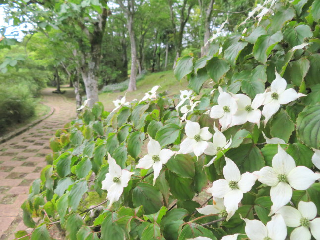 箱根に咲くヤマボウシ花画像