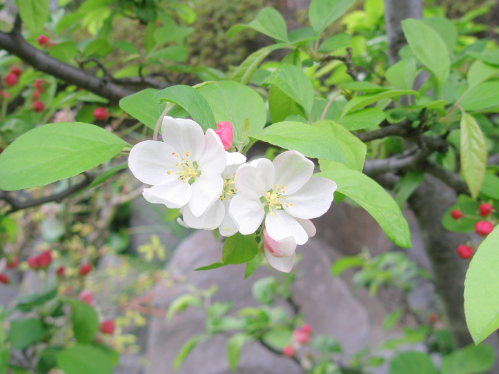 ヒメリンゴ花横須賀市