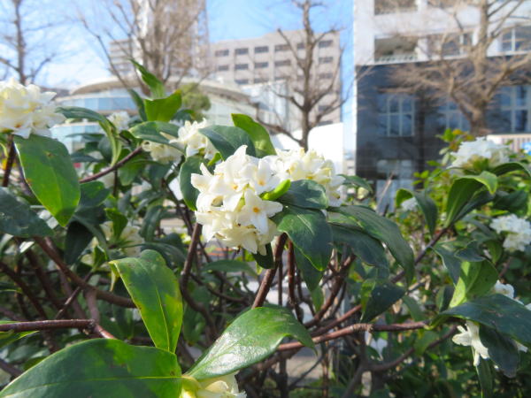 ジンチョウゲ白色花画像