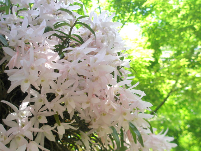 デンドロビウム蘭石斛花画像