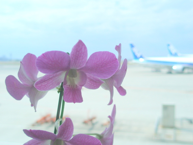 デンファレ花画像Dendrobium phalaenopsis