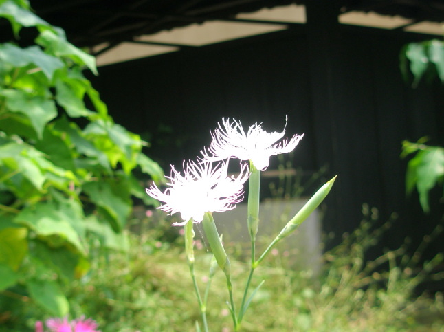 カワラナデシコ白色花画像