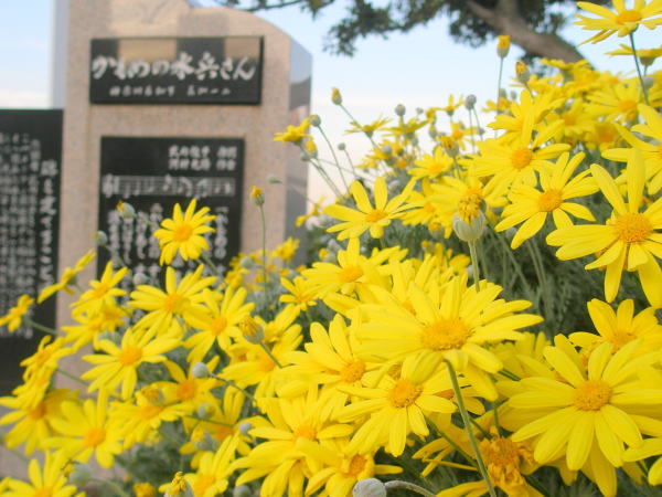 山下公園ユリオプスデージ花画像