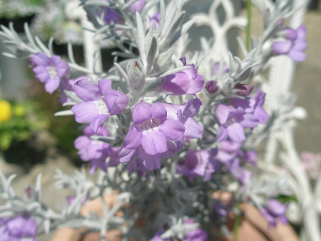 エレモフィラニベア花画像