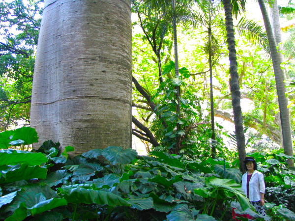 フォスター植物園巨木画像