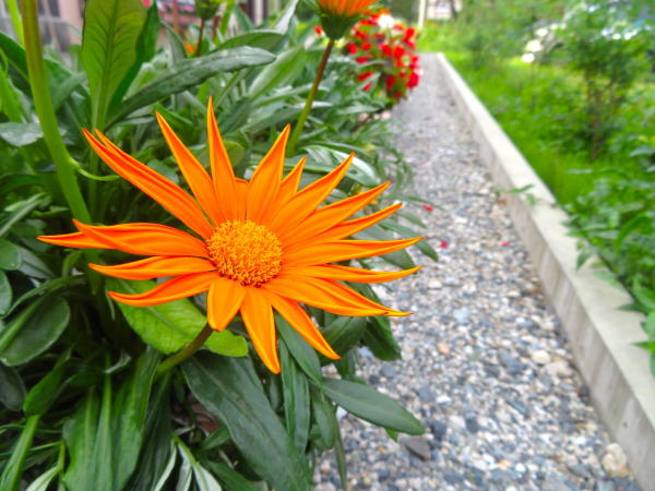 ガザニアオレンジ色花画像