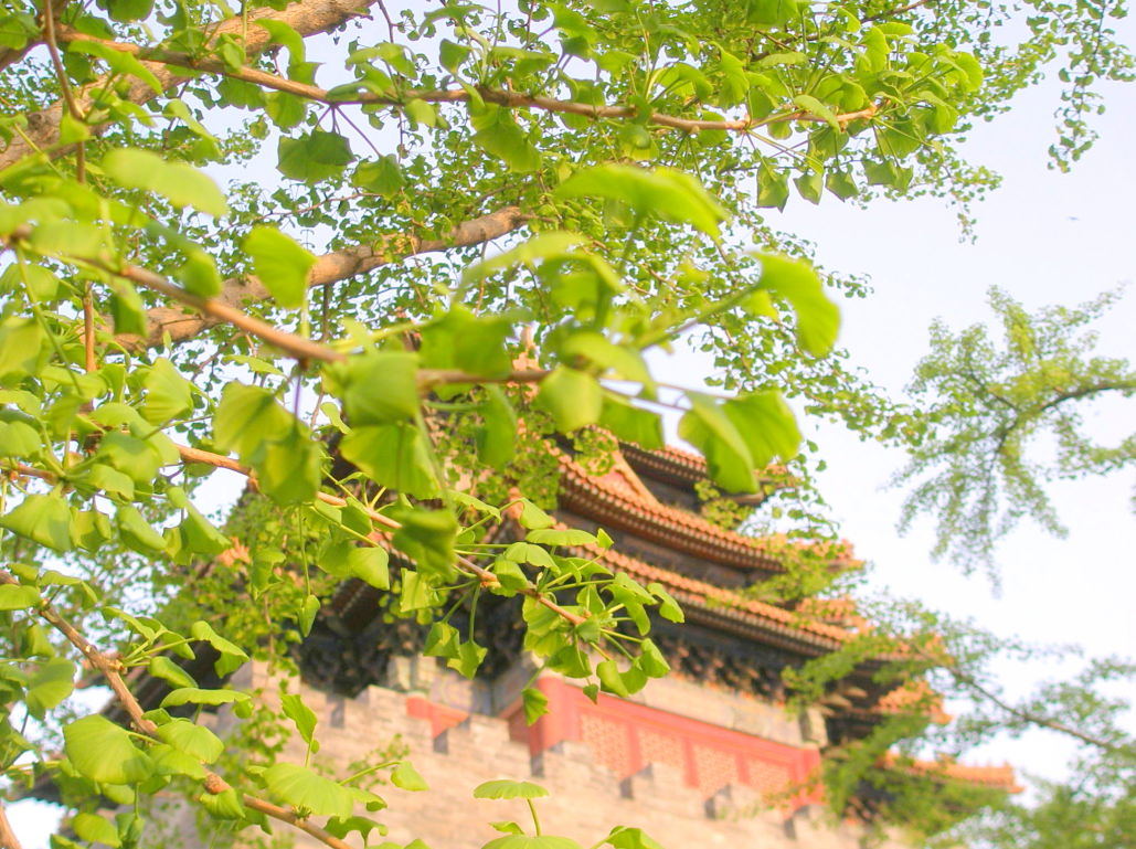 イチョウ若葉北京紫禁城写真