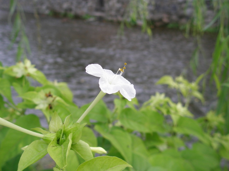 オシロイバナ花