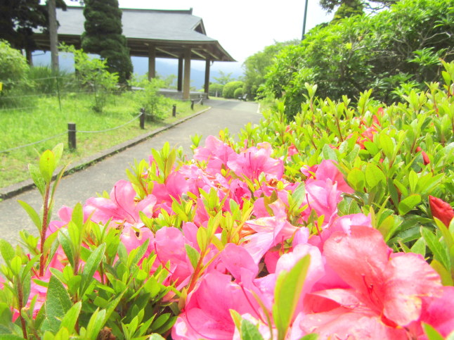 箱根に咲くサツキ花画像