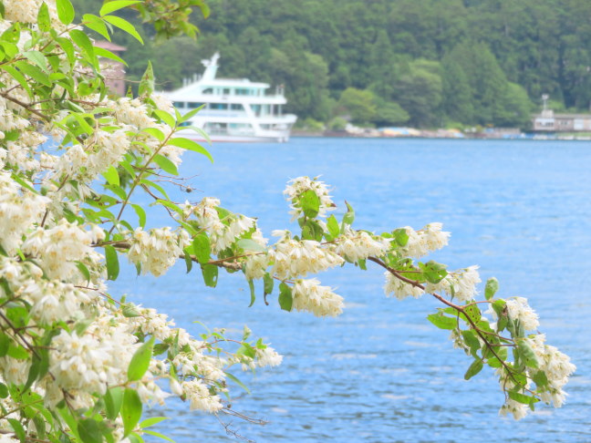 芦ノ湖畔に咲くウツギ花画像