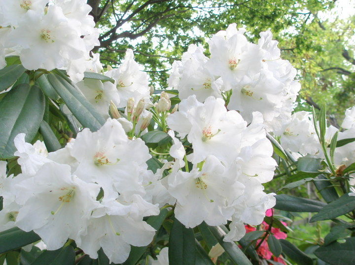 箱根に咲くシャクナゲ花画像