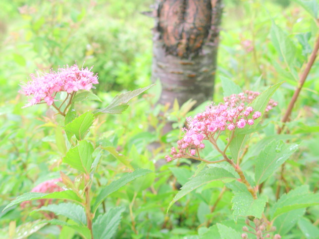 箱根に咲くシモツケ花画像