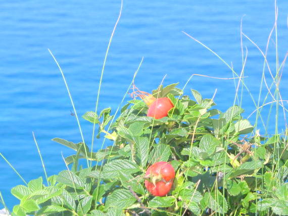 ハマナスの赤い実