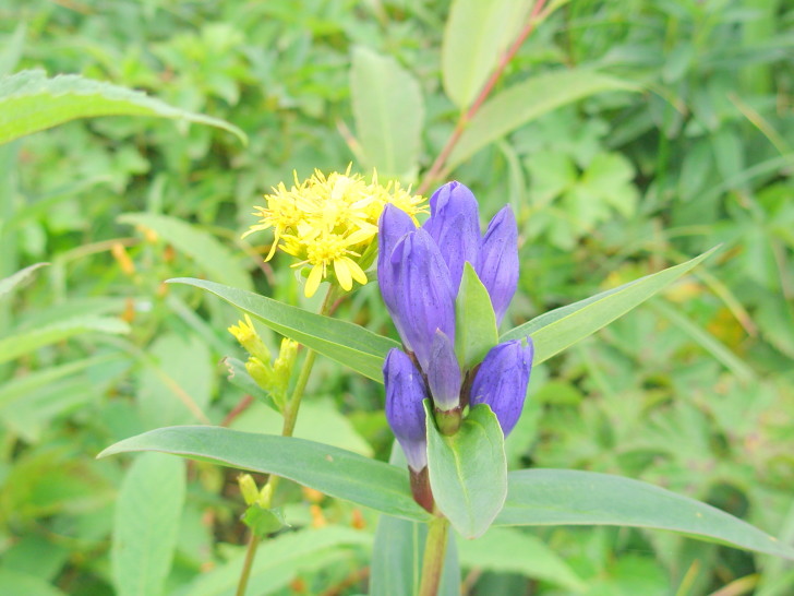 オヤマリンドウとミヤマアキノキリンソウの花