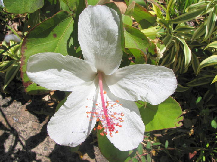 Hibiscus arnottianus花