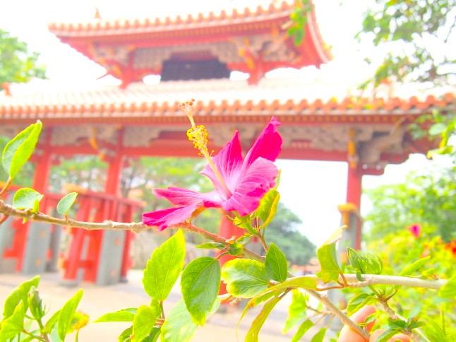 守礼門前に咲く熱帯植物のハイビスカス花画像