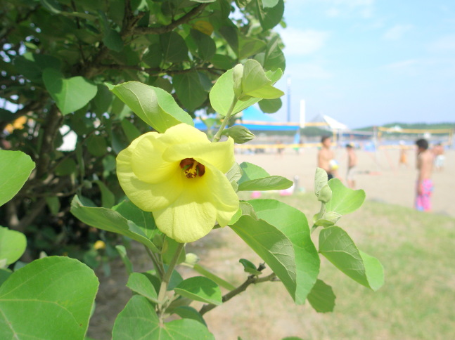 海の公園オオハマボウ花画像