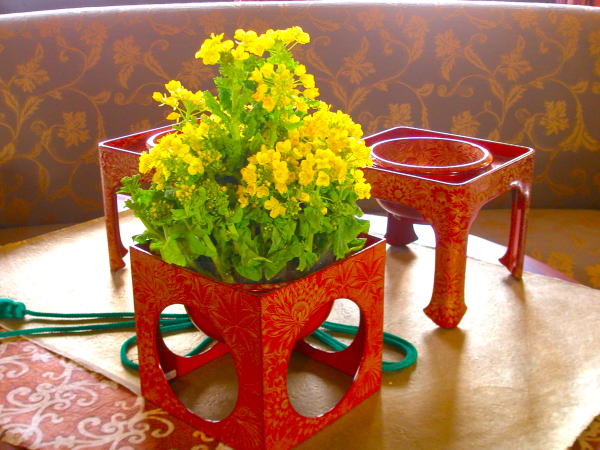 雛祭菜の花画像