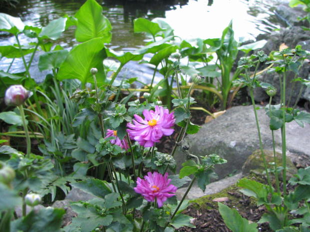 八重咲きシュウメイギクの花