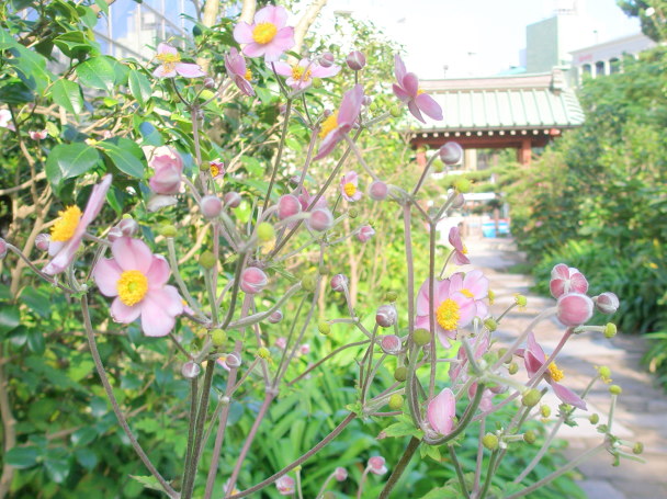 シュウメイギクの花