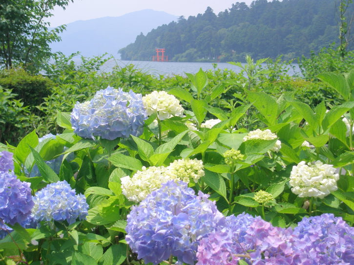 箱根に咲くアジサイ花画像
