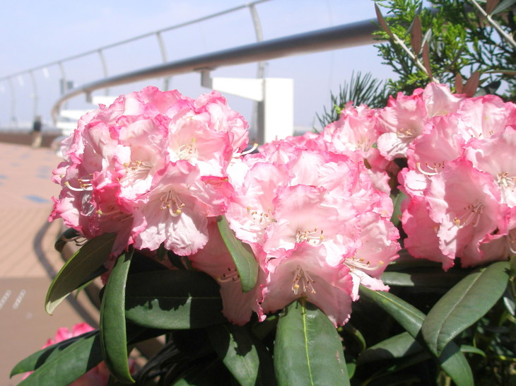 シャクナゲ花写真